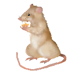 mysz