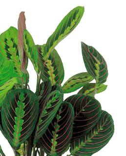 maranta
