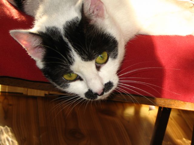 Kizia