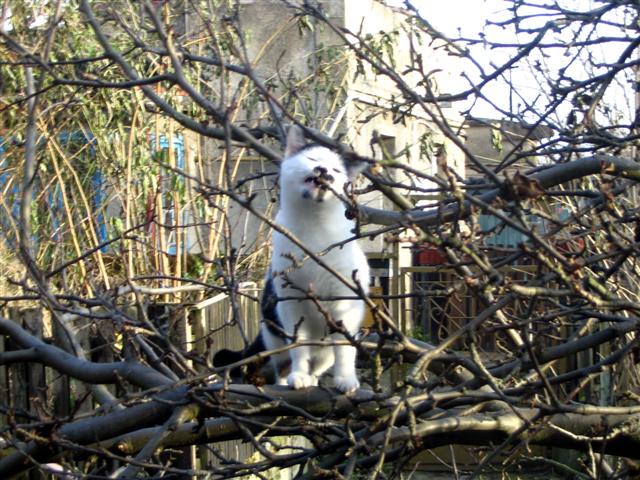Mizia obgryza ga��zie