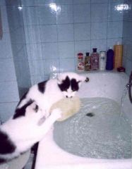Kizia-Mizia kradn� g�bk� z wanny- zawlek�y j� do pokoju...